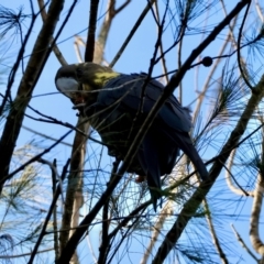 Calyptorhynchus lathami lathami at Moruya, NSW - 23 Aug 2024