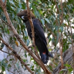 Calyptorhynchus lathami lathami (Glossy Black-Cockatoo) at Moruya, NSW - 23 Aug 2024 by LisaH