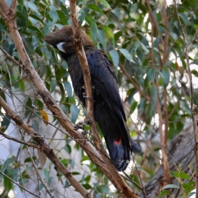 Calyptorhynchus lathami lathami (Glossy Black-Cockatoo) at Moruya, NSW - 23 Aug 2024 by LisaH