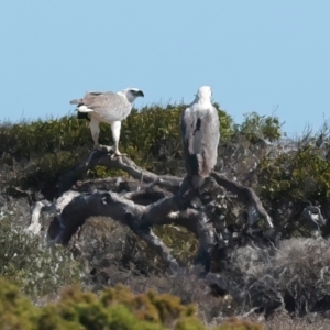 Haliaeetus leucogaster at Houtman Abrolhos, WA - 20 Apr 2024