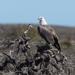 Haliaeetus leucogaster at Houtman Abrolhos, WA - 20 Apr 2024 03:46 PM