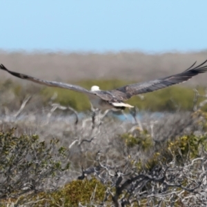 Haliaeetus leucogaster at Houtman Abrolhos, WA - 20 Apr 2024 03:46 PM