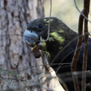 Calyptorhynchus lathami lathami at Moruya, NSW - suppressed