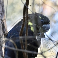 Calyptorhynchus lathami lathami at Moruya, NSW - suppressed