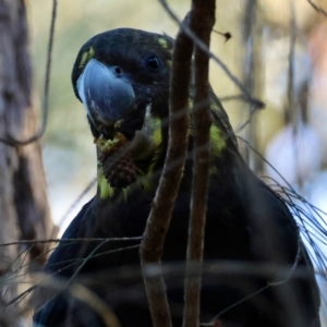 Calyptorhynchus lathami lathami at Moruya, NSW - suppressed