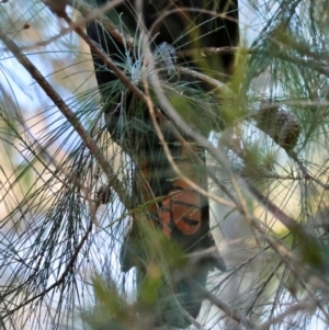 Calyptorhynchus lathami lathami at Moruya, NSW - suppressed