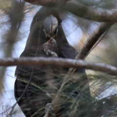 Calyptorhynchus lathami lathami at Moruya, NSW - suppressed