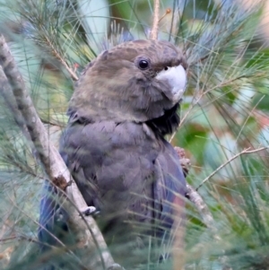 Calyptorhynchus lathami lathami at Broulee, NSW - suppressed