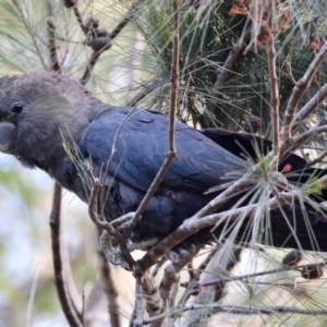 Calyptorhynchus lathami lathami at Broulee, NSW - suppressed