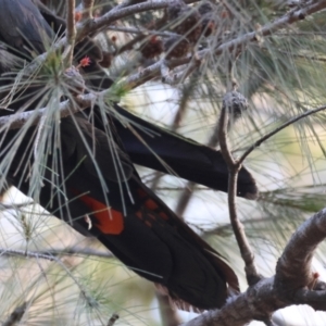 Calyptorhynchus lathami lathami at Broulee, NSW - suppressed