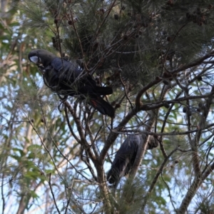 Calyptorhynchus lathami lathami at Broulee, NSW - suppressed