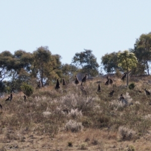 Macropus giganteus at Theodore, ACT - 21 Aug 2024 04:13 AM