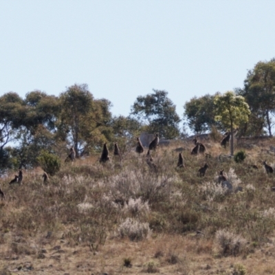 Macropus giganteus (Eastern Grey Kangaroo) at Theodore, ACT - 21 Aug 2024 by RomanSoroka