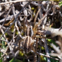 Unverified Wolf spider (Lycosidae) at Theodore, ACT - 21 Aug 2024 by RomanSoroka