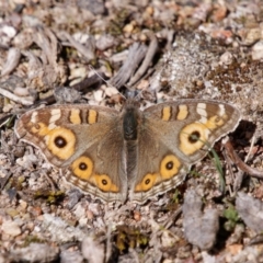 Junonia villida (Meadow Argus) at Richardson, ACT - 21 Aug 2024 by RomanSoroka