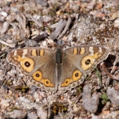 Junonia villida (Meadow Argus) at Richardson, ACT - 20 Aug 2024 by RomanSoroka