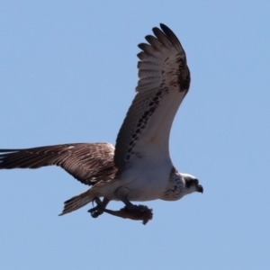 Pandion haliaetus at Houtman Abrolhos, WA - 20 Apr 2024