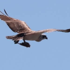 Pandion haliaetus at Houtman Abrolhos, WA - 20 Apr 2024