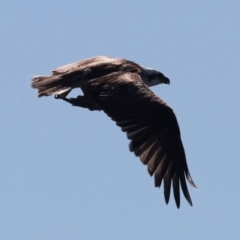 Pandion haliaetus at Houtman Abrolhos, WA - 20 Apr 2024