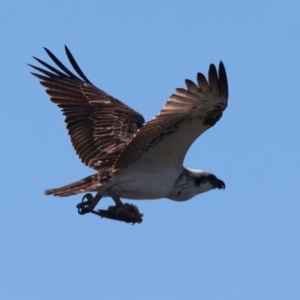 Pandion haliaetus at Houtman Abrolhos, WA - 20 Apr 2024