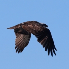 Pandion haliaetus at Houtman Abrolhos, WA - 20 Apr 2024