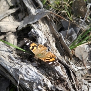 Vanessa kershawi at Greenway, ACT - 23 Aug 2024 01:48 PM