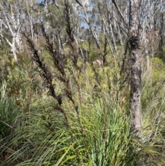 Gahnia clarkei (Tall Saw Sedge) at Tianjara, NSW - 21 Aug 2024 by JaneR