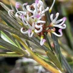 Grevillea patulifolia at Tianjara, NSW - 21 Aug 2024 by JaneR