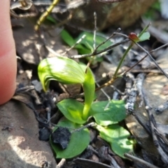 Pterostylis nutans (Nodding Greenhood) at Greenway, ACT - 23 Aug 2024 by BethanyDunne