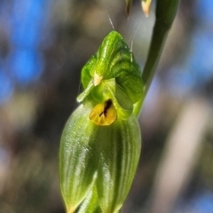 Bunochilus umbrinus (ACT) = Pterostylis umbrina (NSW) (Broad-sepaled Leafy Greenhood) by BethanyDunne