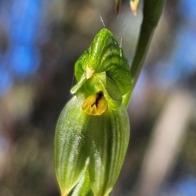 Bunochilus umbrinus (Broad-sepaled Leafy Greenhood) at Greenway, ACT - 23 Aug 2024 by BethanyDunne