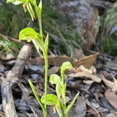 Bunochilus umbrinus at suppressed - 23 Aug 2024