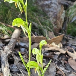 Bunochilus umbrinus (ACT) = Pterostylis umbrina (NSW) at suppressed - 23 Aug 2024