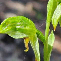 Bunochilus umbrinus (ACT) = Pterostylis umbrina (NSW) at suppressed - 23 Aug 2024