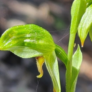 Bunochilus umbrinus at suppressed - 23 Aug 2024