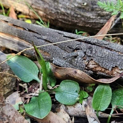 Pterostylis pedunculata (Maroonhood) at Greenway, ACT - 23 Aug 2024 by BethanyDunne