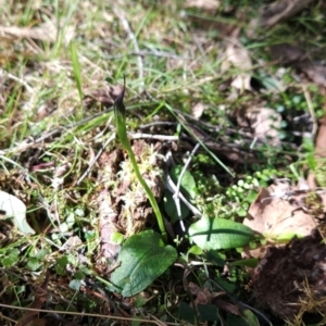 Pterostylis pedunculata at Greenway, ACT - suppressed