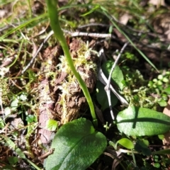 Pterostylis pedunculata at Greenway, ACT - 23 Aug 2024