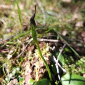 Pterostylis pedunculata at Greenway, ACT - 23 Aug 2024