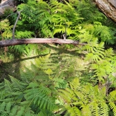 Pteridium esculentum (Bracken) at Greenway, ACT - 23 Aug 2024 by BethanyDunne