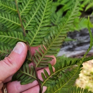 Pteridium esculentum at Greenway, ACT - 23 Aug 2024