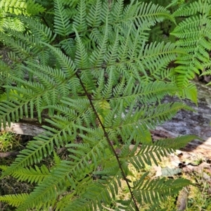 Pteridium esculentum at Greenway, ACT - 23 Aug 2024