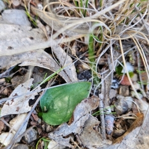 Eriochilus sp. at Greenway, ACT - suppressed