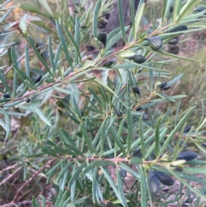 Gompholobium latifolium at Tianjara, NSW - 21 Aug 2024 03:07 PM