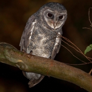 Tyto tenebricosa at Mount Nebo, QLD - suppressed