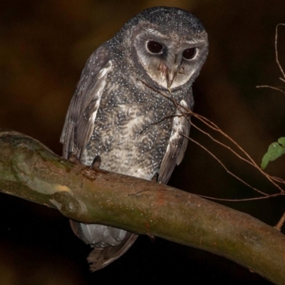 Tyto tenebricosa (Sooty Owl) at Mount Nebo, QLD - 2 Sep 2011 by MichaelBedingfield