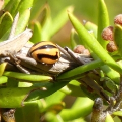 Micraspis frenata at Braemar, NSW - 22 Aug 2024