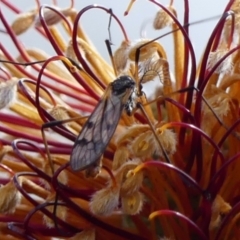 Gynoplistia sp. (genus) (Crane fly) at Braemar, NSW - 22 Aug 2024 by Curiosity