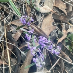 Hovea heterophylla (Common Hovea) at Aranda, ACT - 17 Aug 2024 by Jennybach