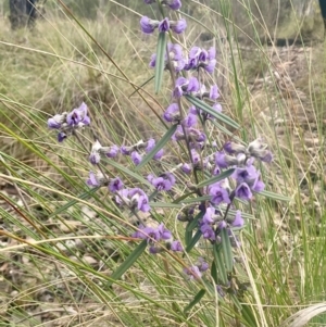 Hovea heterophylla at Aranda, ACT - 17 Aug 2024